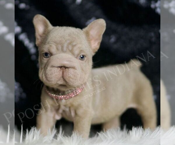 Medium Photo #4 French Bulldog Puppy For Sale in WARSAW, IN, USA
