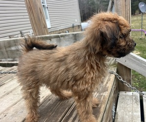 Medium Pomapoo (Toy)