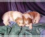 Small Photo #5 Brittany Puppy For Sale in WESTFIR, OR, USA