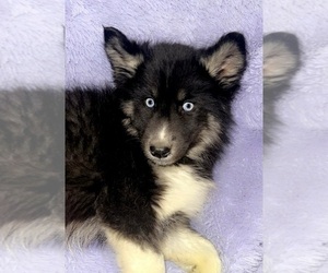 Siberian Husky Puppy for sale in SANDY HOOK, KY, USA