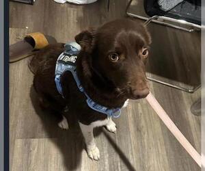 Australian Shepherd-Unknown Mix Dogs for adoption in San Antonio, TX, USA