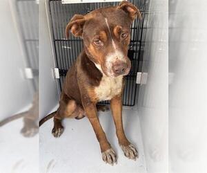 Mutt Dogs for adoption in Houston, TX, USA