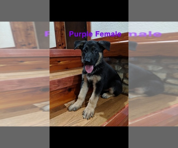 Medium Photo #9 German Shepherd Dog Puppy For Sale in BRADLEYVILLE, MO, USA