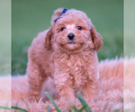 Small #3 Poodle (Miniature)