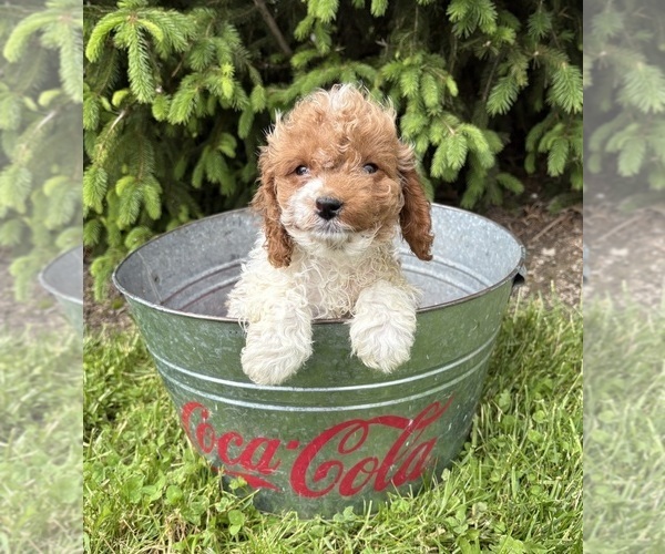 Medium Photo #3 Cavapoo (Miniature) Puppy For Sale in MIDDLEBURY, IN, USA