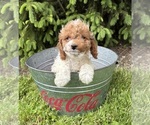 Small #2 Cavapoo (Miniature)