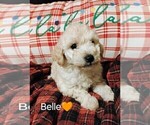 Small Photo #8 Goldendoodle mix (+ Poodle Miniature) Puppy For Sale in NORTH LIBERTY, IN, USA