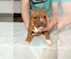 Medium American Bully