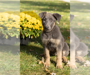German Shepherd Dog Puppy for sale in GOSHEN, IN, USA