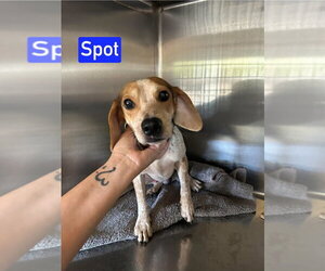 Cheagle Dogs for adoption in Foristell, MO, USA