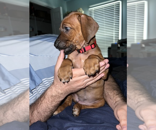 Medium Photo #5 Rhodesian Ridgeback Puppy For Sale in MURFREESBORO, TN, USA