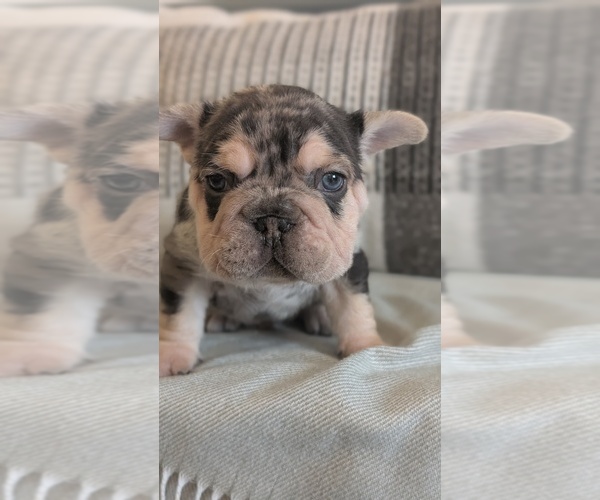Medium Photo #30 French Bulldog Puppy For Sale in GOSHEN, IN, USA