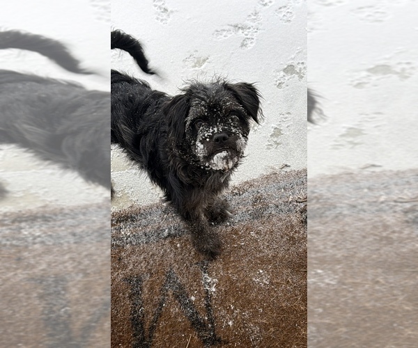 Medium Photo #4 French Bulldog-Poodle (Miniature) Mix Puppy For Sale in BERLIN, MD, USA