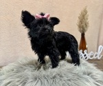 Small #3 YorkiePoo