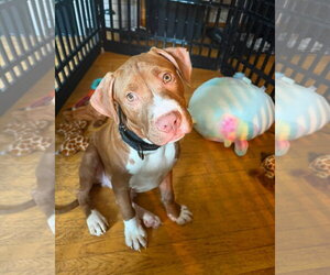 Mutt Dogs for adoption in Spotsylvania, VA, USA