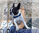 Small Photo #2 Boston Terrier-Unknown Mix Puppy For Sale in Valrico, FL, USA