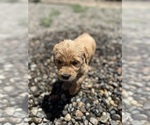 Puppy Jessie Golden Retriever