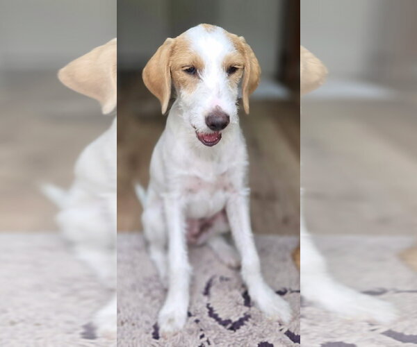Medium Photo #3 Poodle (Standard) Puppy For Sale in Menifee, CA, USA