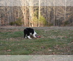 Small Photo #28 Old English Sheepdog Puppy For Sale in MARIONVILLE, MO, USA