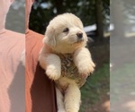 Small #3 Great Pyrenees