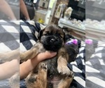 Small Photo #1 ShiChi Puppy For Sale in SPRING HILL, TN, USA