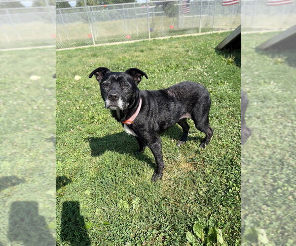 Medium Photo #4 Affenpinscher Puppy For Sale in Pierceton , IN, USA