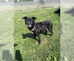 Small #3 Affenpinscher