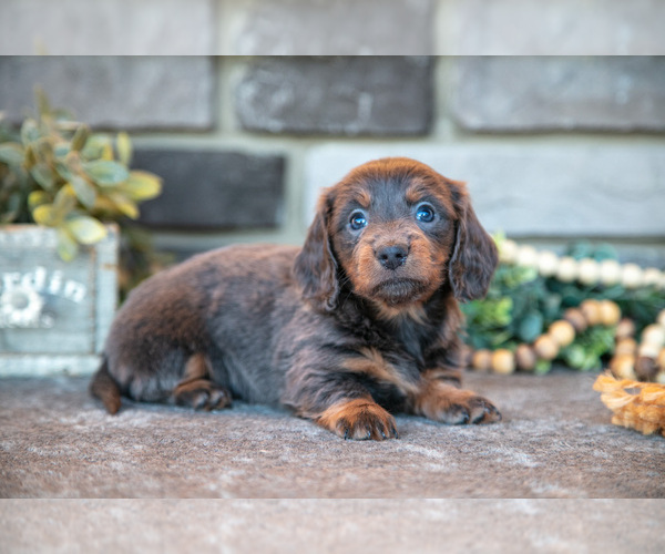 Medium Photo #1 Dachshund Puppy For Sale in TOPEKA, IN, USA