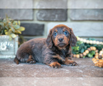 Small Dachshund