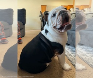 English Bulldog Puppy for Sale in FRESNO, California USA