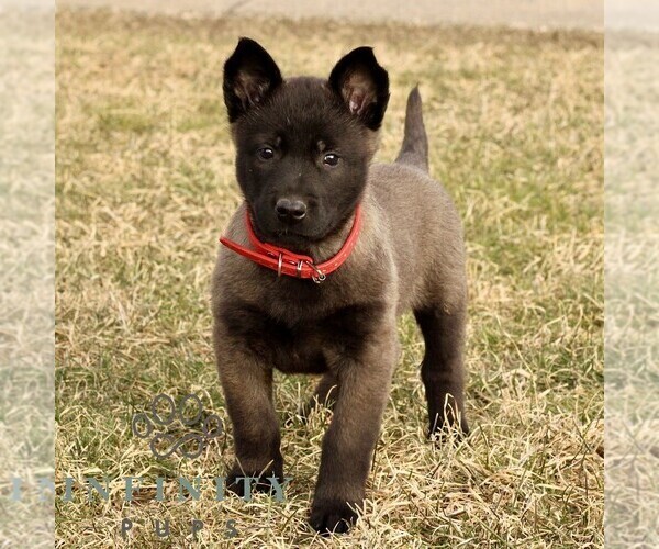 Medium Photo #2 Belgian Malinois Puppy For Sale in STRASBURG, PA, USA