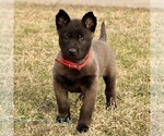 Small #1 Belgian Malinois