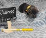Puppy Puppy 4 Labrador Retriever