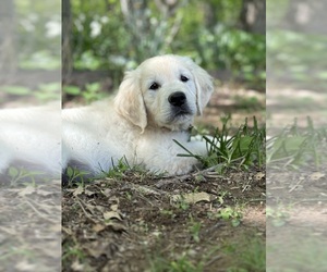 English Cream Golden Retriever Puppy for sale in WHITE HOUSE, TN, USA