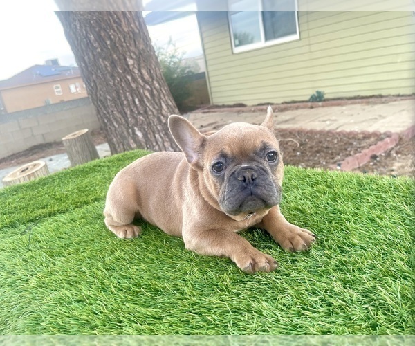 Medium Photo #17 French Bulldog Puppy For Sale in SEATTLE, WA, USA