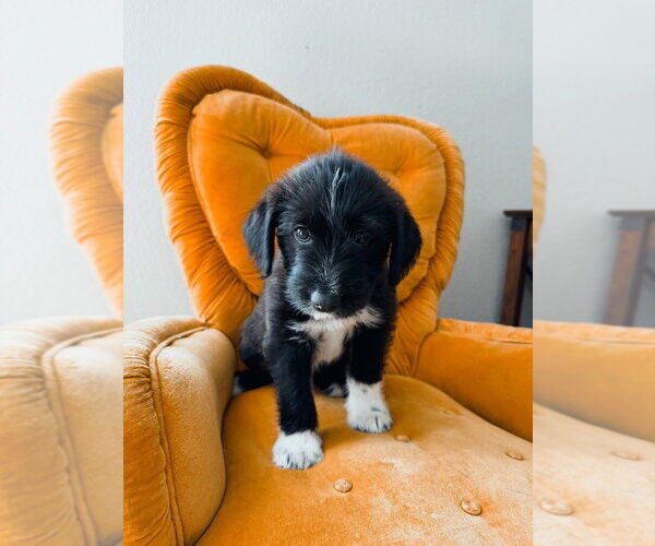 Medium Photo #3 Mutt Puppy For Sale in Oak Bluffs, MA, USA