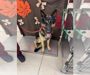 German Shepherd Dog Dogs for adoption in Riverside, CA, USA