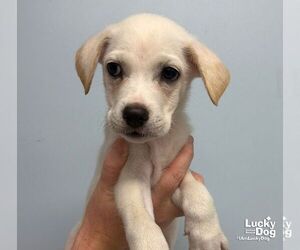 Zuri - Female Carolina Dog-Unknown Mix Dog for Adoption - Photo #3