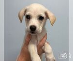 Small Photo #3 Carolina Dog-Unknown Mix Puppy For Sale in Washington, DC, USA