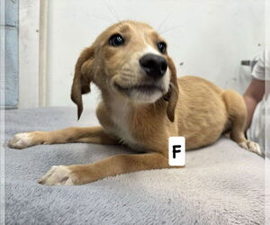 Collie-English Springer Spaniel Mix Dogs for adoption in Rustburg, VA, USA