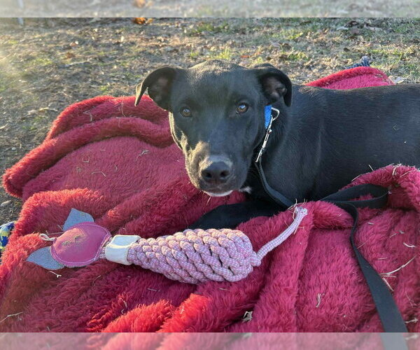 Medium Photo #1 Mutt Puppy For Sale in Boston, MA, USA