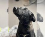 Small #3 Labrador Retriever Mix