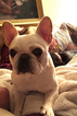 Small Photo #3 French Bulldog Puppy For Sale in GARNER, NC, USA