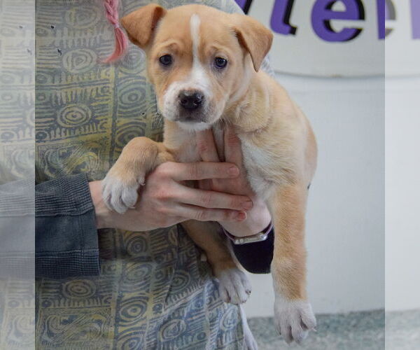 Medium Photo #3 American Staffordshire Terrier-Boxer Mix Puppy For Sale in Huntley, IL, USA