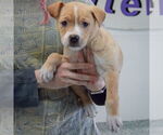 Small #2 American Staffordshire Terrier-Boxer Mix