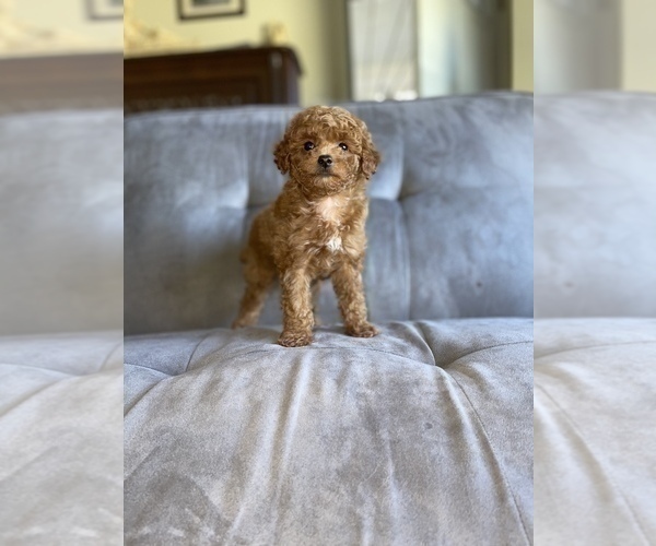 Medium Photo #22 Poodle (Toy) Puppy For Sale in HAYWARD, CA, USA