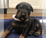 Small Photo #19 Doberman Pinscher Puppy For Sale in MACUNGIE, PA, USA