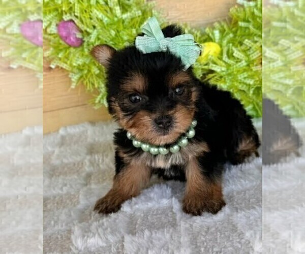 Medium Photo #3 Yorkshire Terrier Puppy For Sale in MIAMI, FL, USA