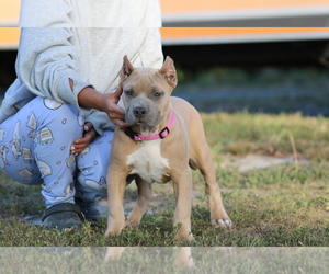 American Bully Puppy for sale in FREDERICKSBURG, VA, USA