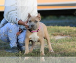 Small American Bully